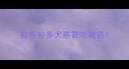 拉布拉多犬感冒吃啥药