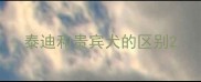 泰迪和贵宾犬的区别