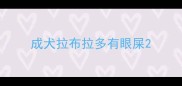 成犬拉布拉多有眼屎