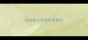 纯血统小拉布拉多照片