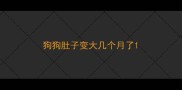 狗狗肚子变大几个月了