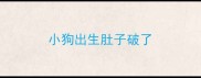 小狗出生肚子破了