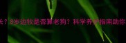 边牧寿命有多长8岁边牧是否算老狗科学养护指南助你延长爱犬寿命