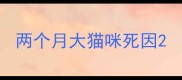两个月大猫咪死因