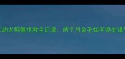 7天幼犬狗瘟抢救全记录两个月金毛如何绝处逢生