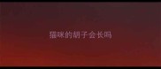 猫咪的胡子会长吗