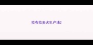 拉布拉多犬生产地