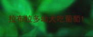 拉布拉多幼犬吃葡萄