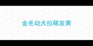 金毛幼犬拉稀发黄