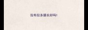 拉布拉多腿长好吗