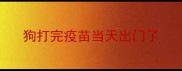 狗打完疫苗当天出门了