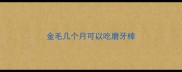 金毛几个月可以吃磨牙棒
