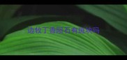边牧丁香陨石有斑块吗