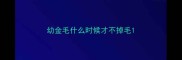 幼金毛什么时候才不掉毛