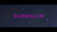 可以单独托运小狗