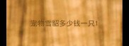 宠物雪貂多少钱一只