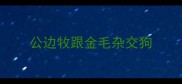 公边牧跟金毛杂交狗