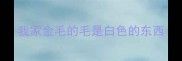 我家金毛的毛是白色的东西