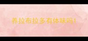 养拉布拉多有体味吗