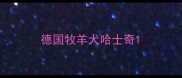 德国牧羊犬哈士奇