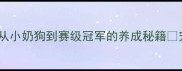 冠军拉布拉多领养全攻略从小奶狗到赛级冠军的养成秘籍宠物领养拉布拉多训犬技巧