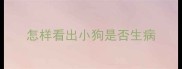 怎样看出小狗是否生病