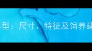 边牧成年犬标准体型尺寸特征及饲养建议附对比图