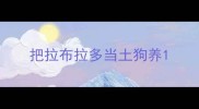 把拉布拉多当土狗养