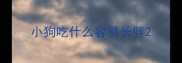 小狗吃什么容易长胖