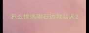怎么挑选陨石边牧幼犬
