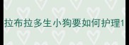 拉布拉多生小狗要如何护理