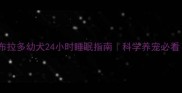 拉布拉多幼犬24小时睡眠指南科学养宠必看
