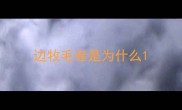 边牧毛卷是为什么
