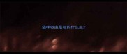 猫咪驱虫是驱的什么虫