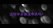 边牧半岁算成年犬吗