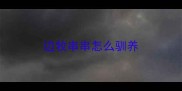 边牧串串怎么驯养