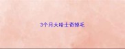 3个月大哈士奇掉毛