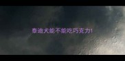 泰迪犬能不能吃巧克力