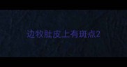 边牧肚皮上有斑点