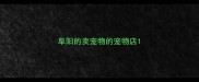 阜阳的卖宠物的宠物店