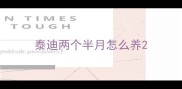 泰迪两个半月怎么养