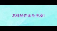 怎样给你金毛洗澡
