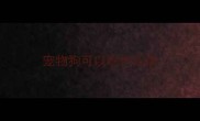 宠物狗可以吃什么饭