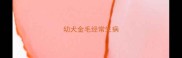 幼犬金毛经常生病