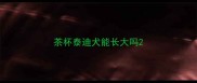 茶杯泰迪犬能长大吗