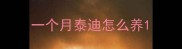 一个月泰迪怎么养