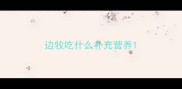 边牧吃什么补充营养