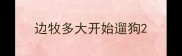 边牧多大开始遛狗