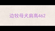边牧母犬肩高46