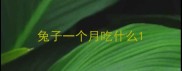 兔子一个月吃什么